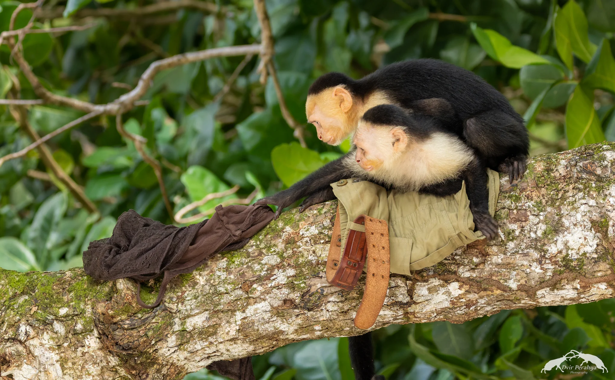Capuchin monkey, Monteverde
